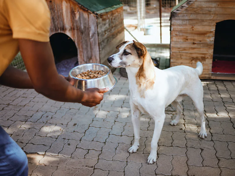 Large-bag dry dog food for kennels and working dogs